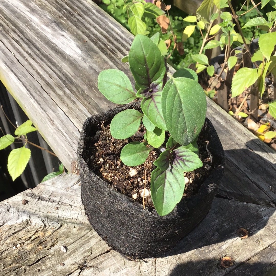 Basil - African Blue (purple stem, purple veined leaves, violet flower ) - Whitwam Organics