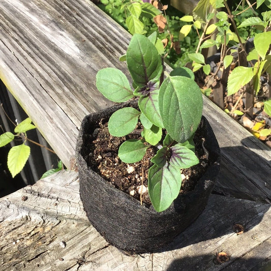 Basil - African Blue (purple stem, purple veined leaves, violet flower ) - Whitwam Organics