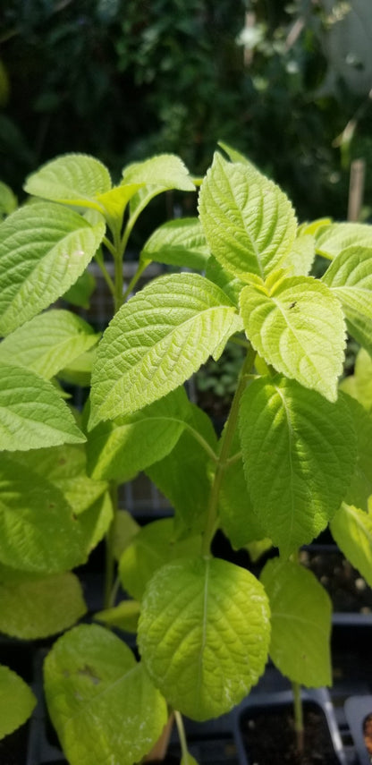 Basil - African Tree Basil - Whitwam Organics