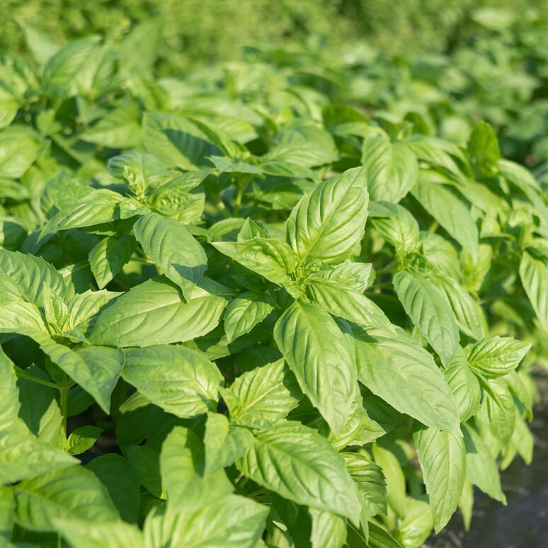 Basil - Genovese - type Basil - Rutgers Devotion - Downy Mildew Resistant - Whitwam Organics