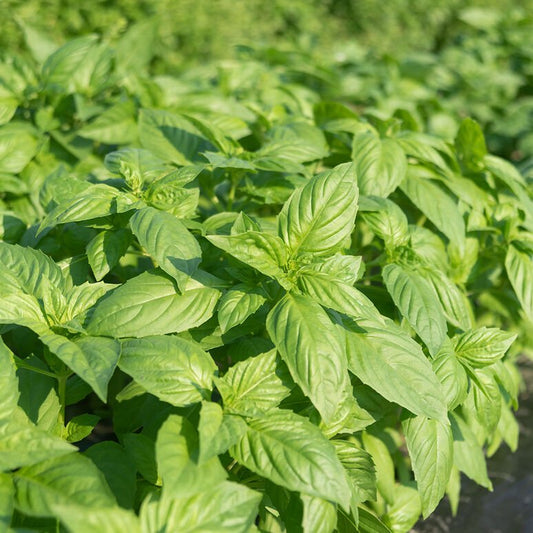 Basil - Genovese - type Basil - Rutgers Devotion - Downy Mildew Resistant - Whitwam Organics
