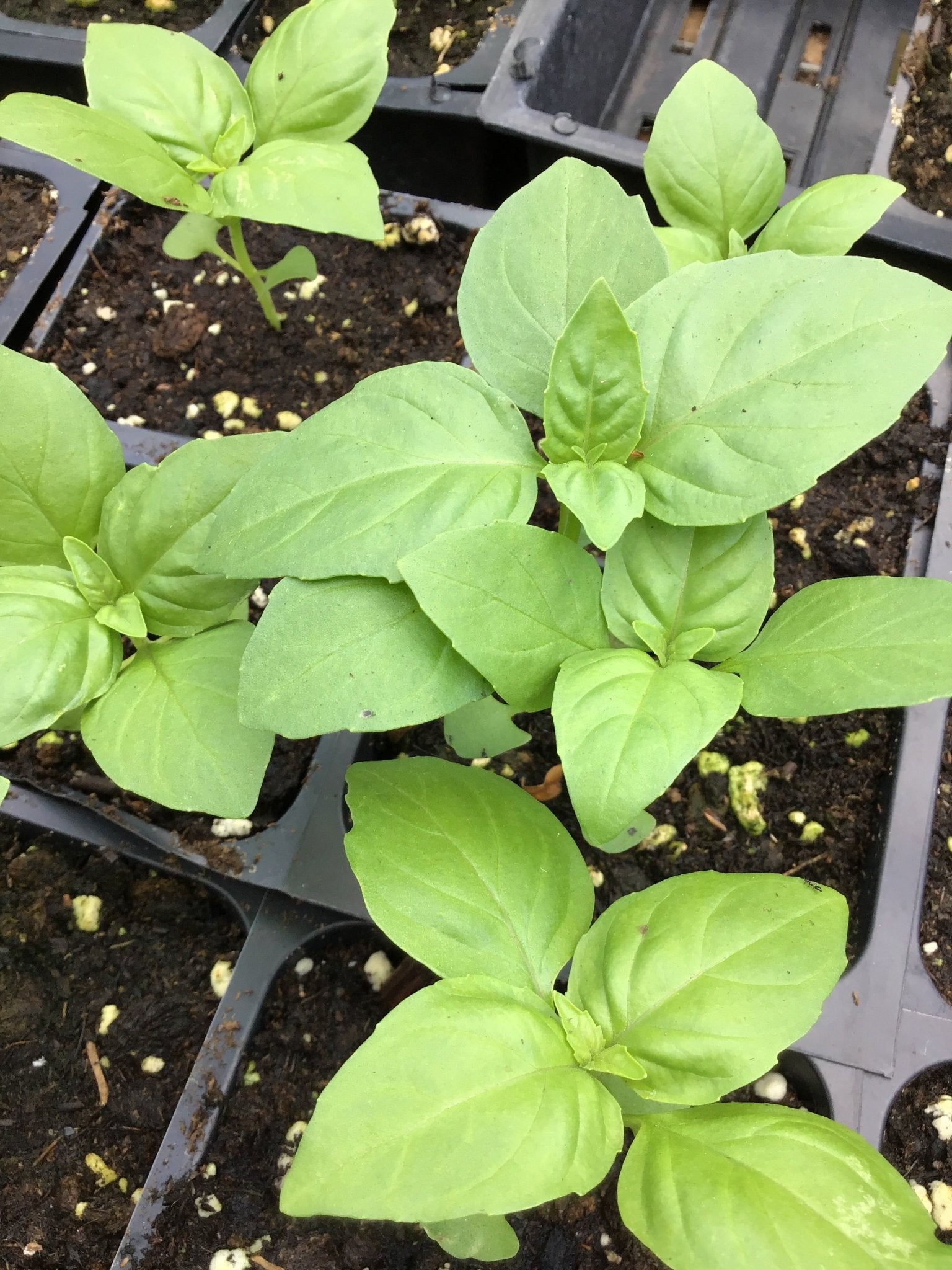 Basil - Sweet Basil - Rutgers Obsession Downy Mildew Resistant - Whitwam Organics