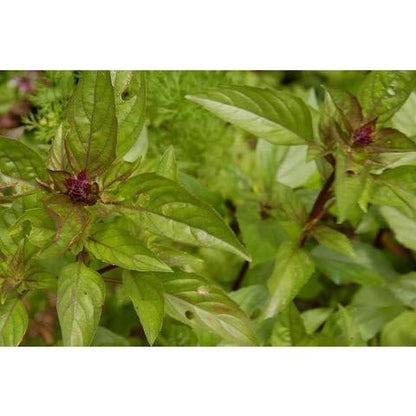 Basil - Thai Red Stem - Whitwam Organics