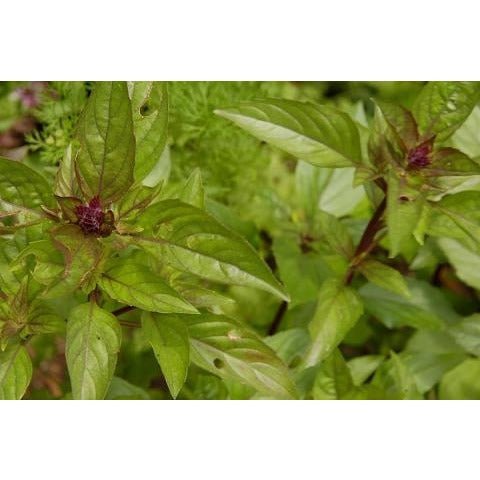 Basil - Thai Red Stem - Whitwam Organics