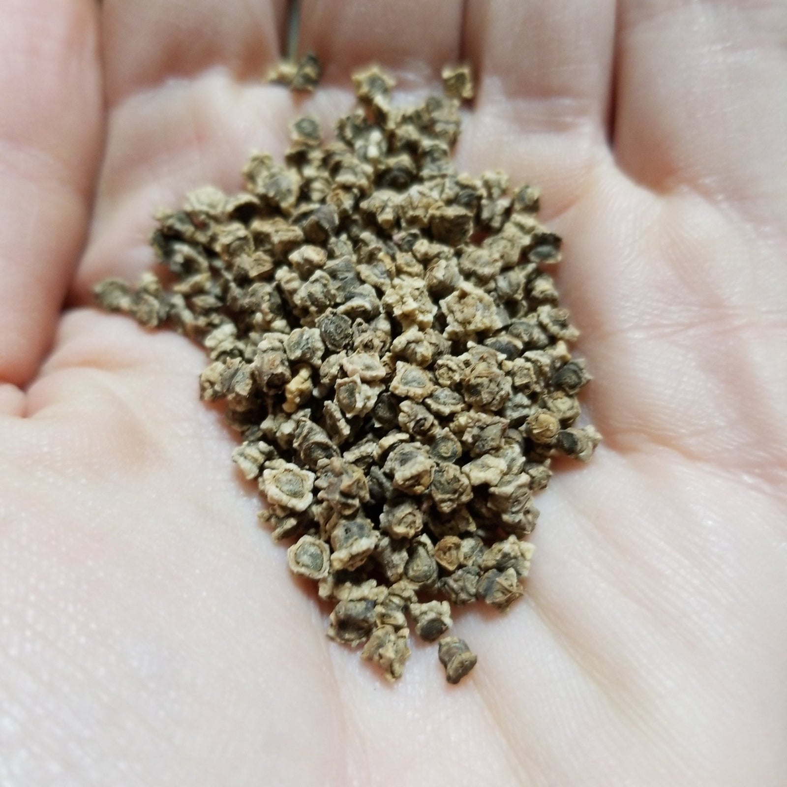 Beets - Detroit Dark Red - Whitwam Organics