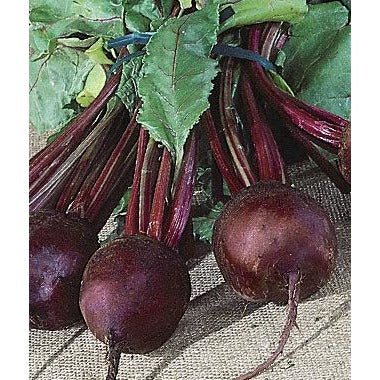 Beets - Detroit Dark Red - Whitwam Organics