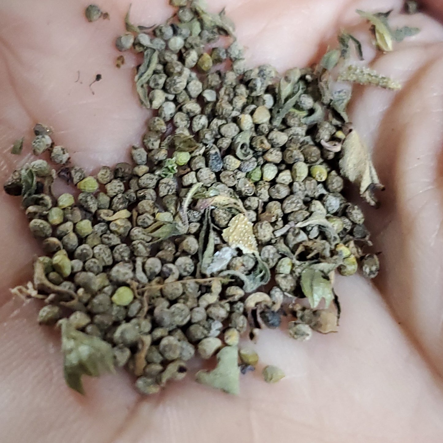 Blue Curl (Trichostema dichotomum) (Florida Native) - Whitwam Organics