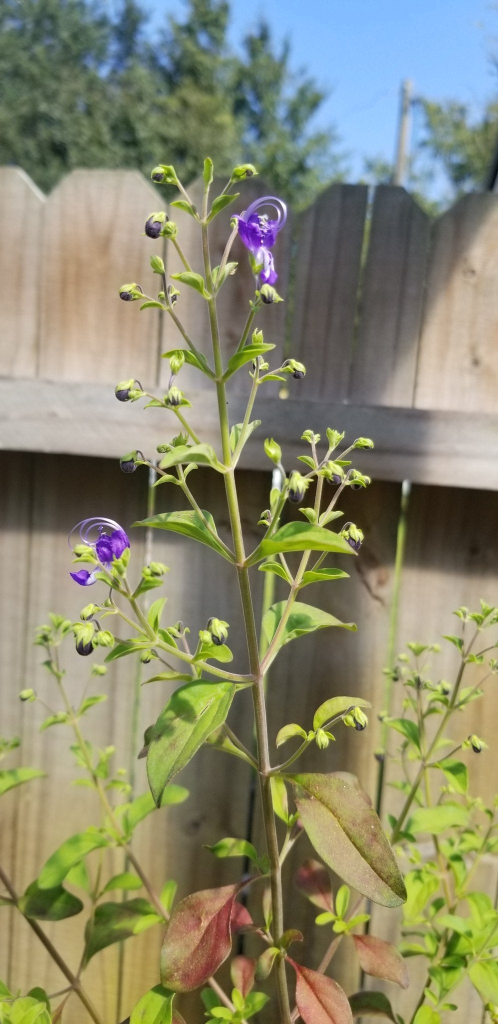 Blue Curl (Trichostema dichotomum) (Florida Native) - Whitwam Organics