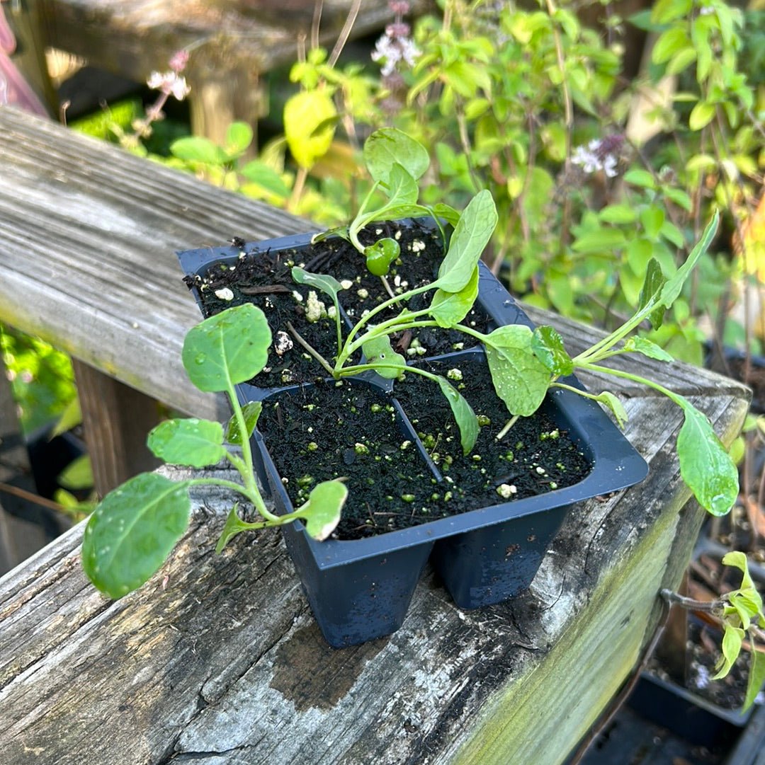 Broccoli - Brazilian Sprouting Piracicaba - Whitwam Organics