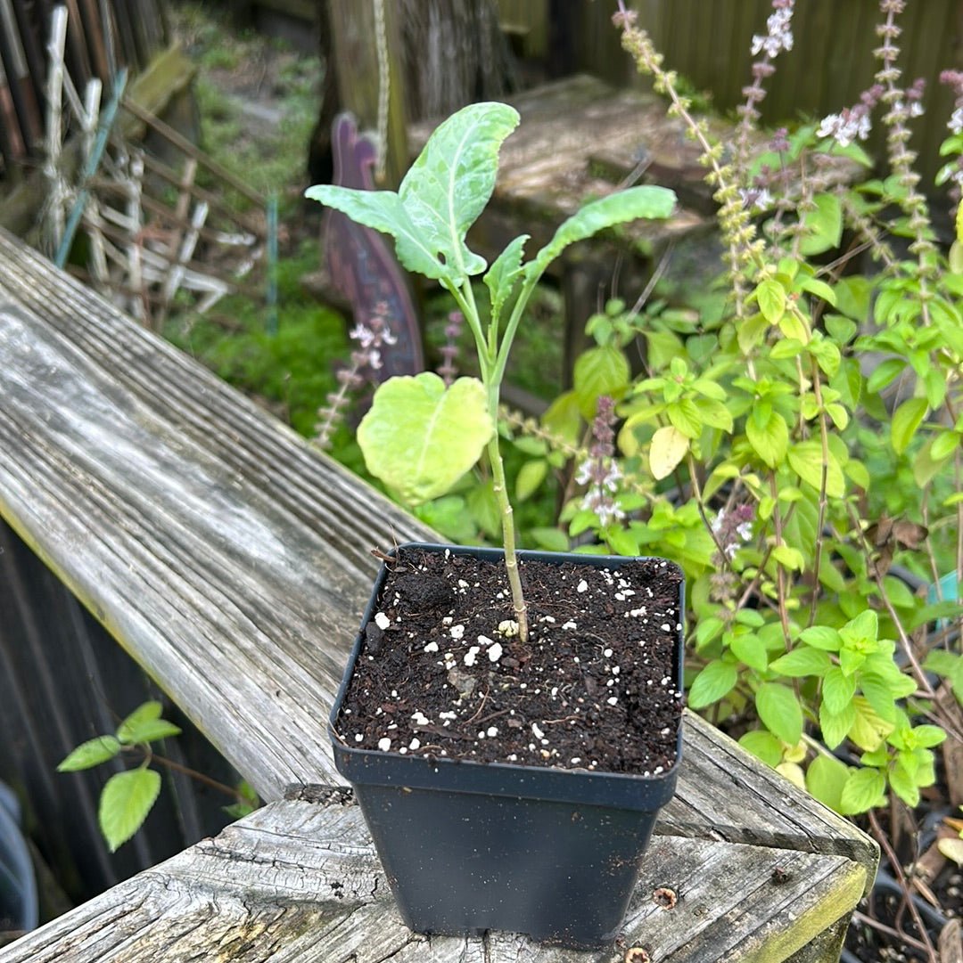 Broccoli - Brazilian Sprouting Piracicaba - Whitwam Organics