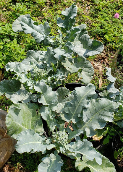 Broccoli - Brazilian Sprouting Piracicaba - Whitwam Organics