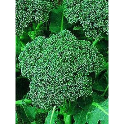 Broccoli - De Cicco Head - Whitwam Organics
