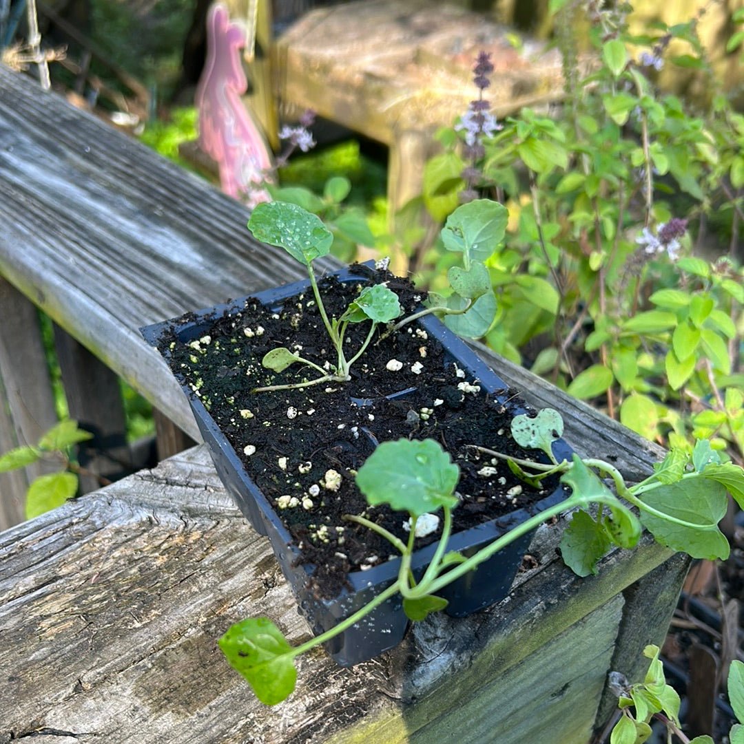Broccoli - De Cicco Head - Whitwam Organics
