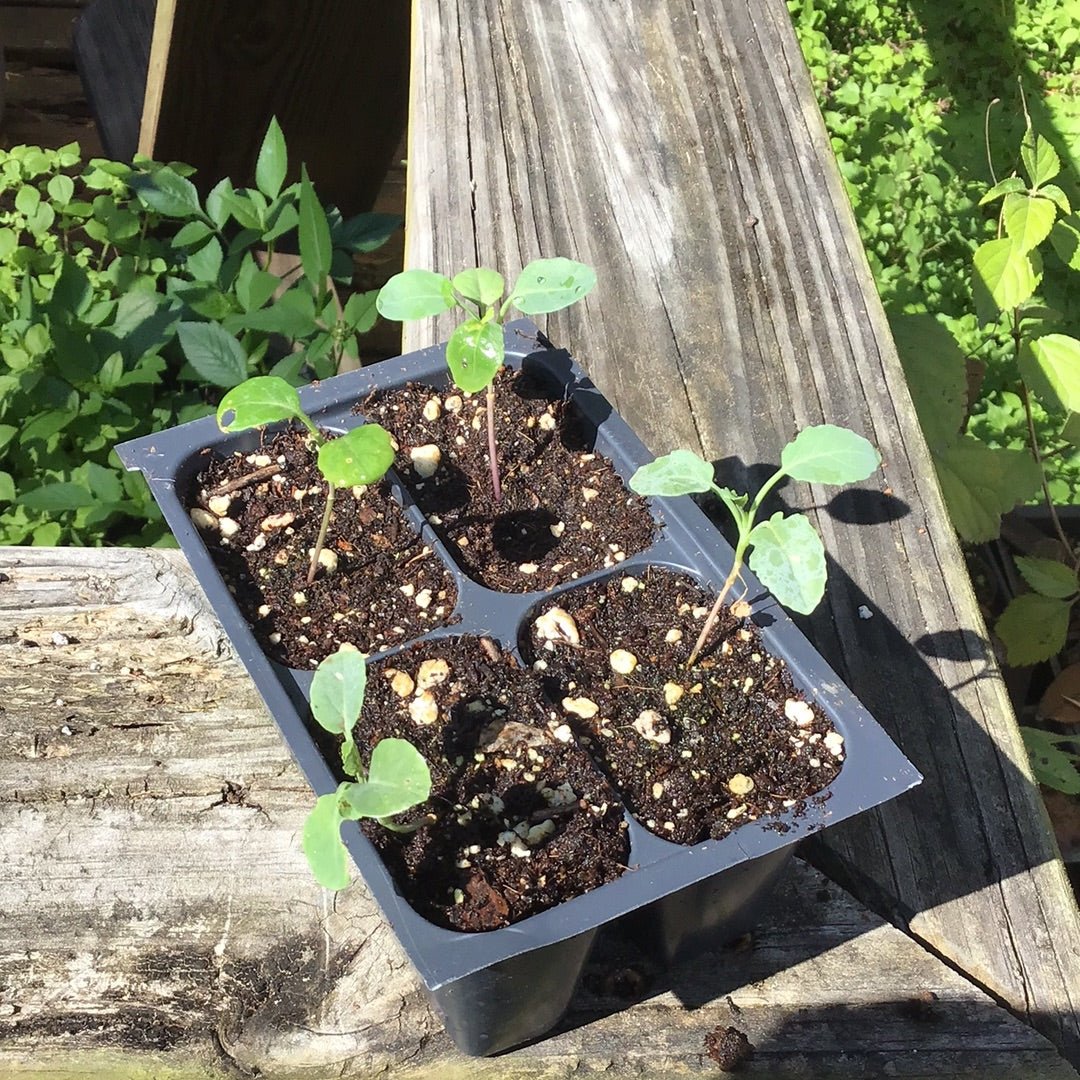 Broccoli - Green Sprouting Calabrese - Whitwam Organics