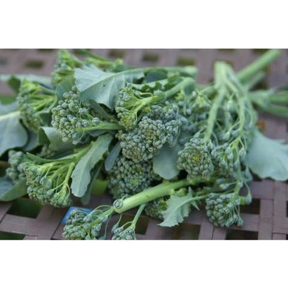 Broccoli - Green Sprouting Calabrese - Whitwam Organics
