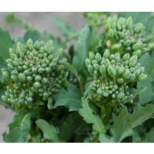 Broccoli Raab - Early Fall Rapini - Whitwam Organics