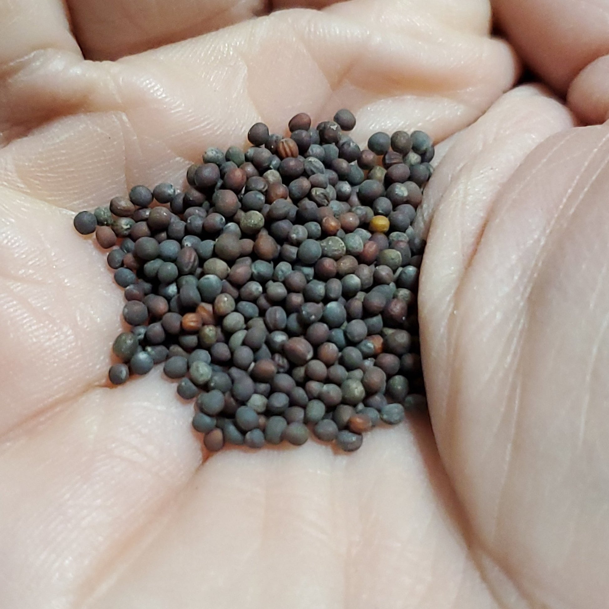 Broccoli Raab - Early Spring Rapini - Whitwam Organics