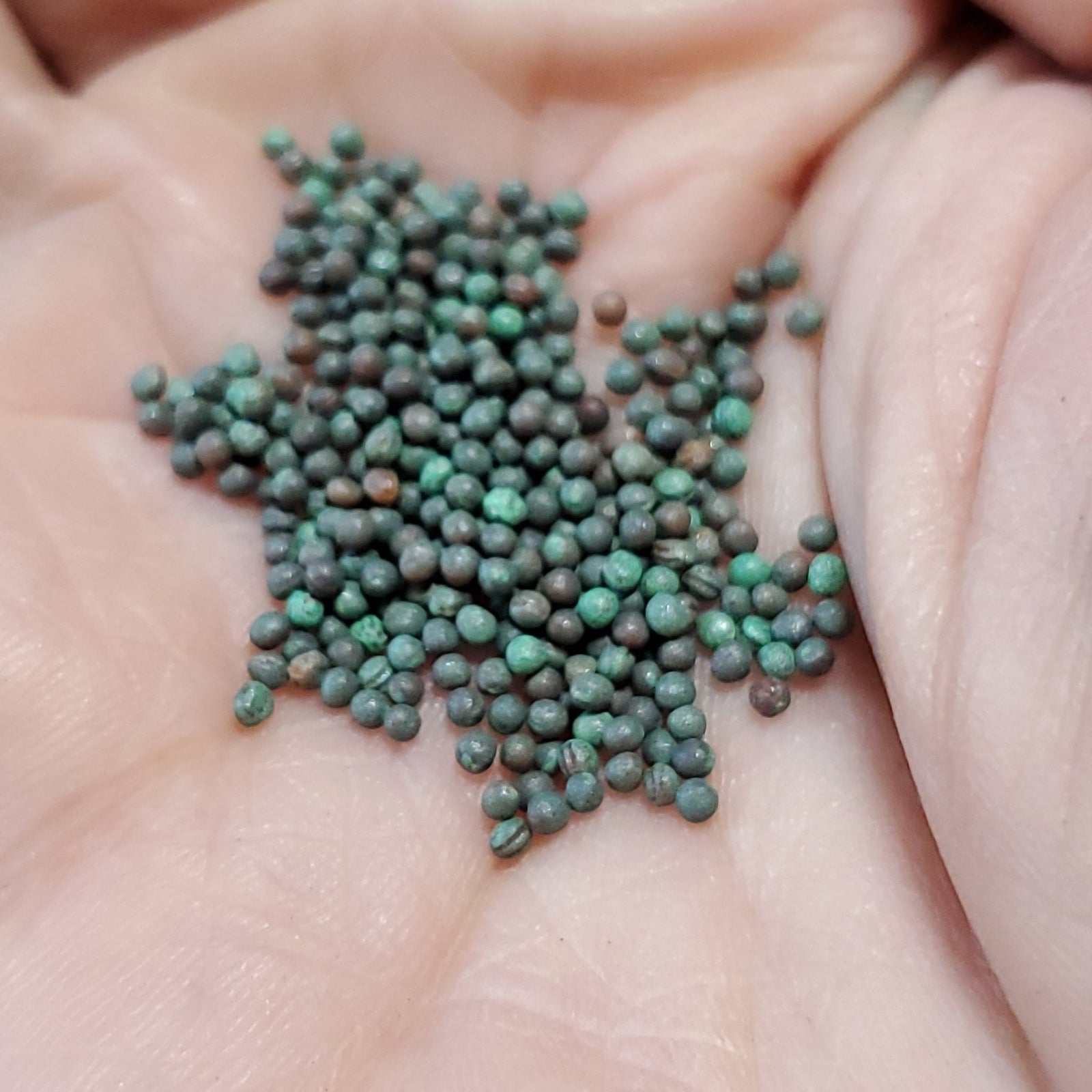 Broccoli Raab - Zamboni Rapini - Whitwam Organics