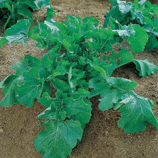Broccoli Raab - Zamboni Rapini - Whitwam Organics