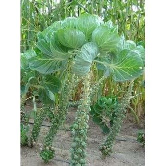 Brussels Sprouts - Long Island Improved - Whitwam Organics