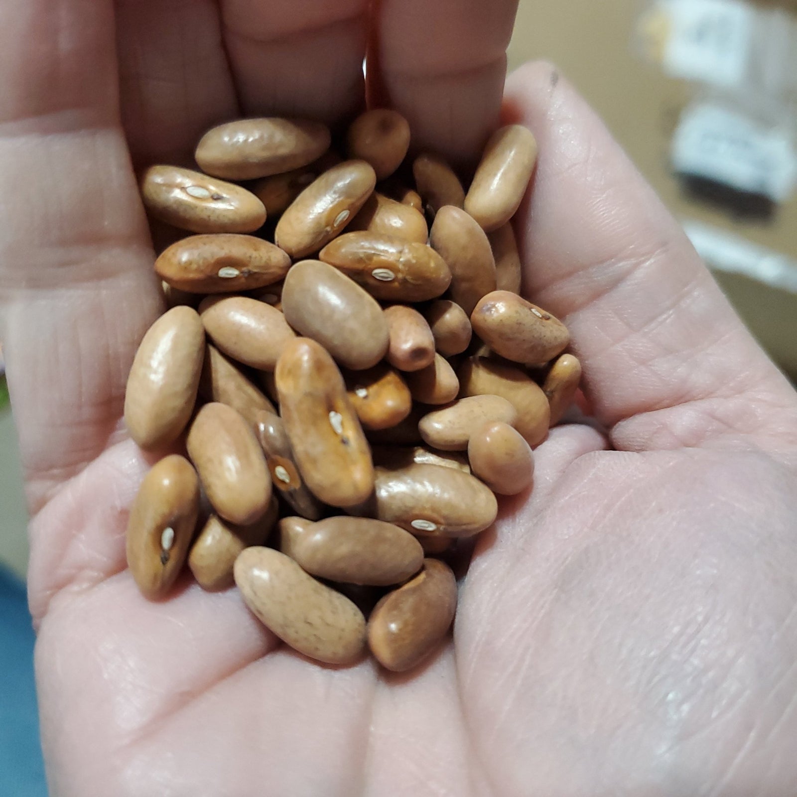 Bush Bean - Burgundy - Whitwam Organics