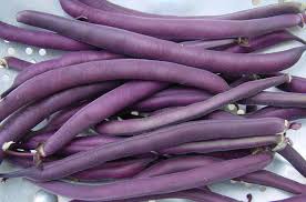 Bush Bean - Burgundy - Whitwam Organics