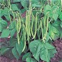 Bush Bean - Tendergreen Improved - Whitwam Organics