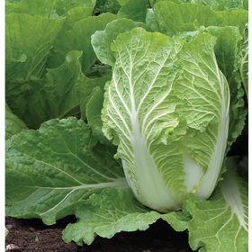 Cabbage - Blues Chinese - Whitwam Organics