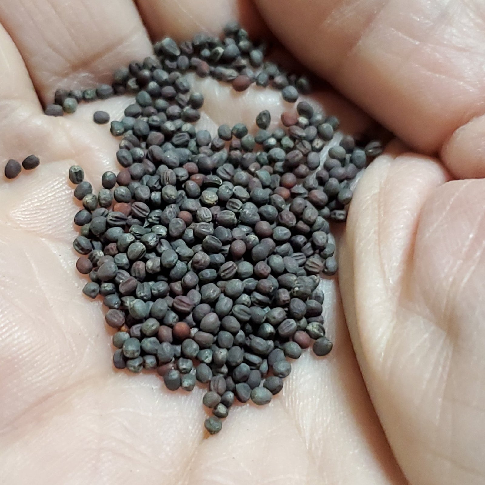 Cabbage - Green Rocket Chinese - Whitwam Organics