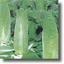 Cabbage - Green Rocket Chinese - Whitwam Organics