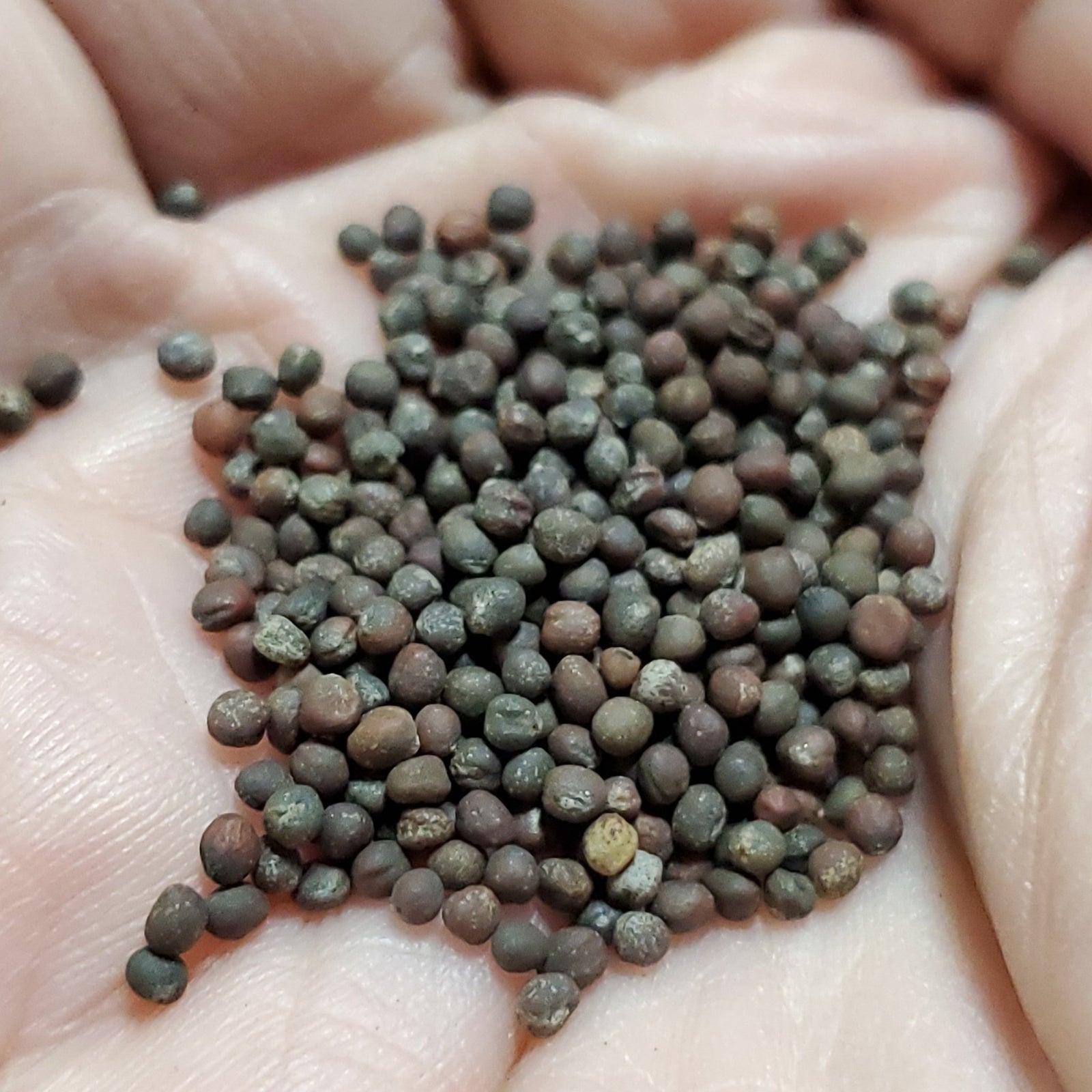 Cabbage - Red Acre - Whitwam Organics