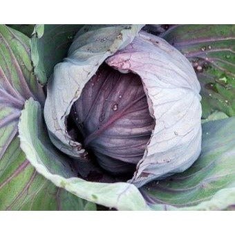 Cabbage - Red Acre - Whitwam Organics