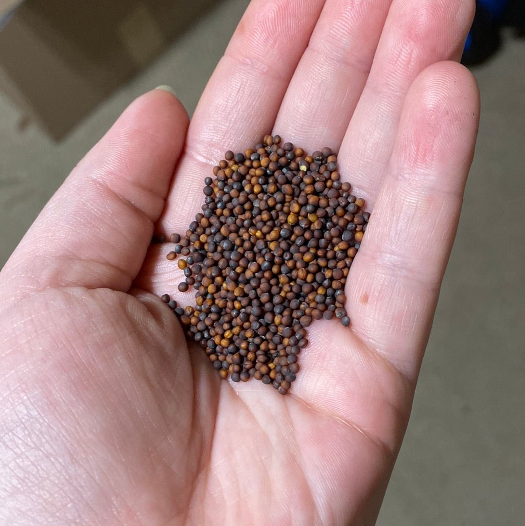 Cabbage - Tokyo Bekana - Whitwam Organics