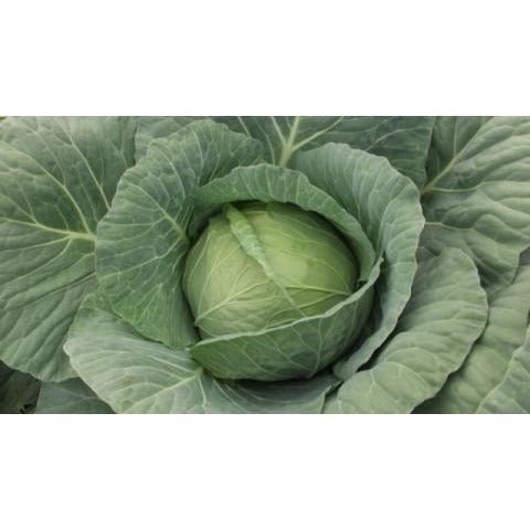 Cabbage - Wakamine Green - Whitwam Organics