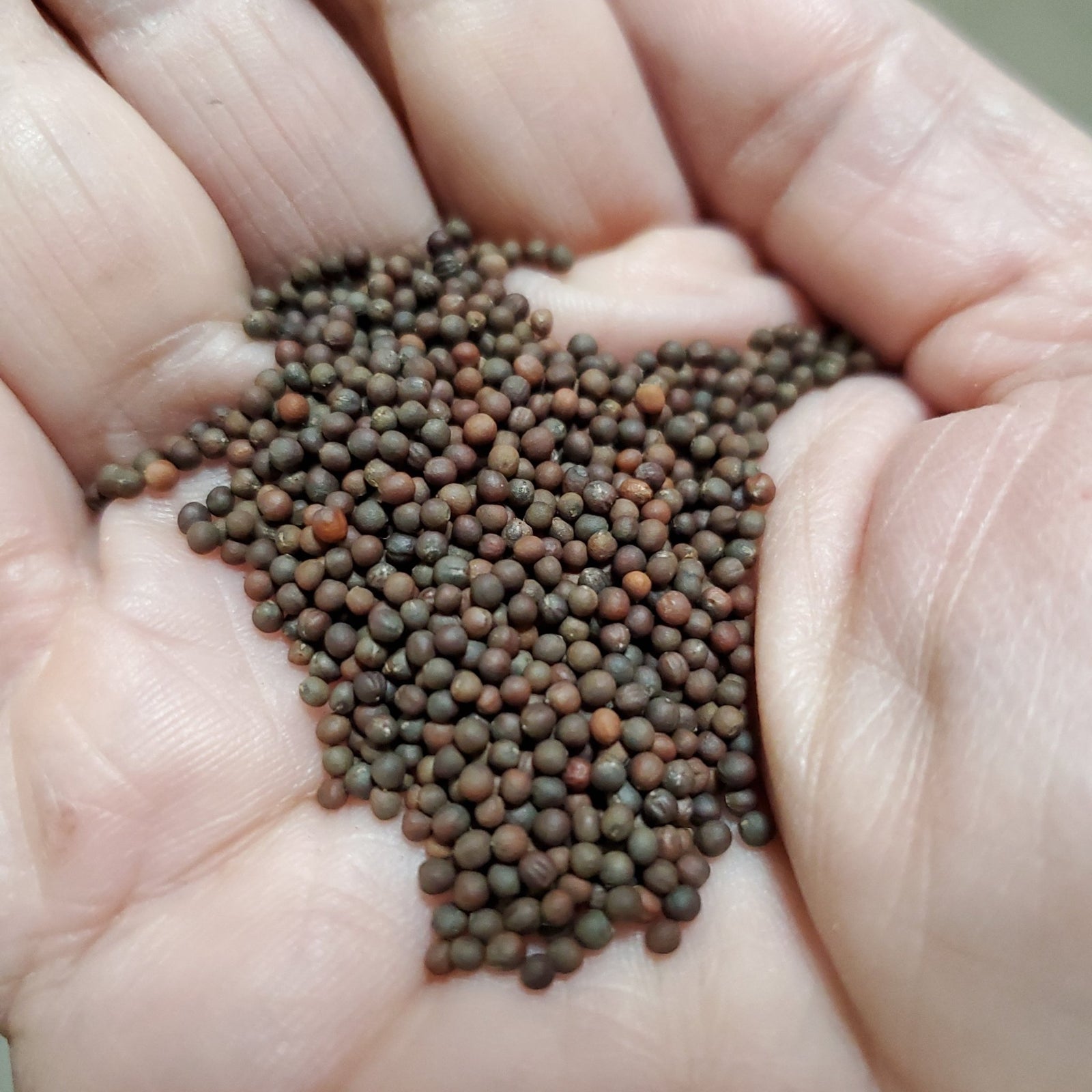 Cabbage - Wakamine Green - Whitwam Organics