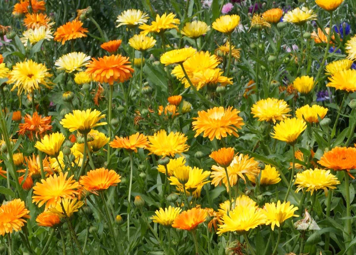 calendula succulent Calendula – Whitwam Organics