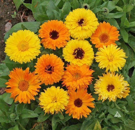 Calendula - Whitwam Organics