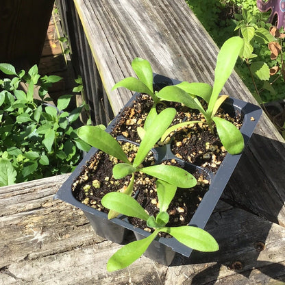 Calendula - Whitwam Organics