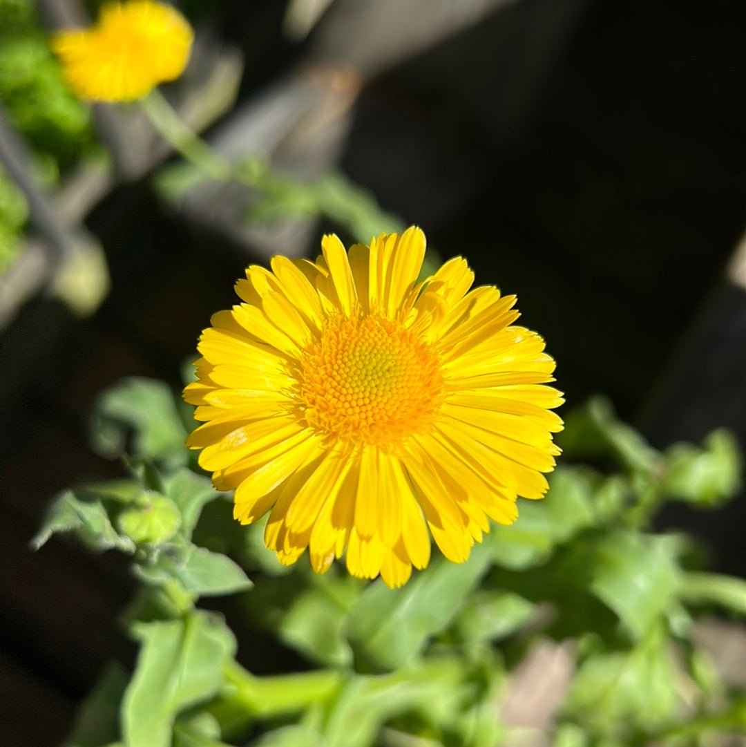 Calendula - Whitwam Organics