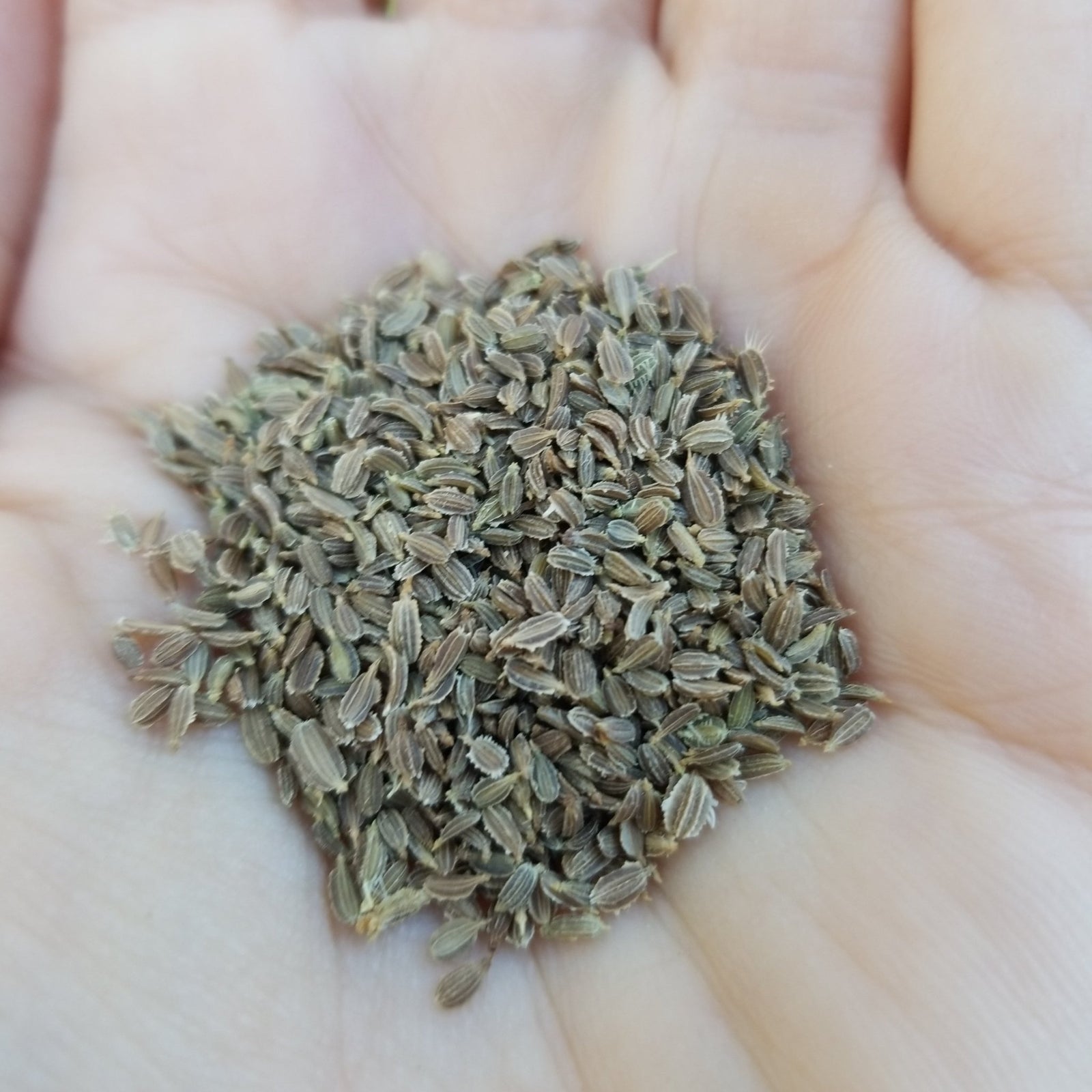 Carrot - Imperator 58 Orange - Whitwam Organics