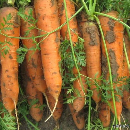Carrot - New Kuroda Sub - tropical - Whitwam Organics