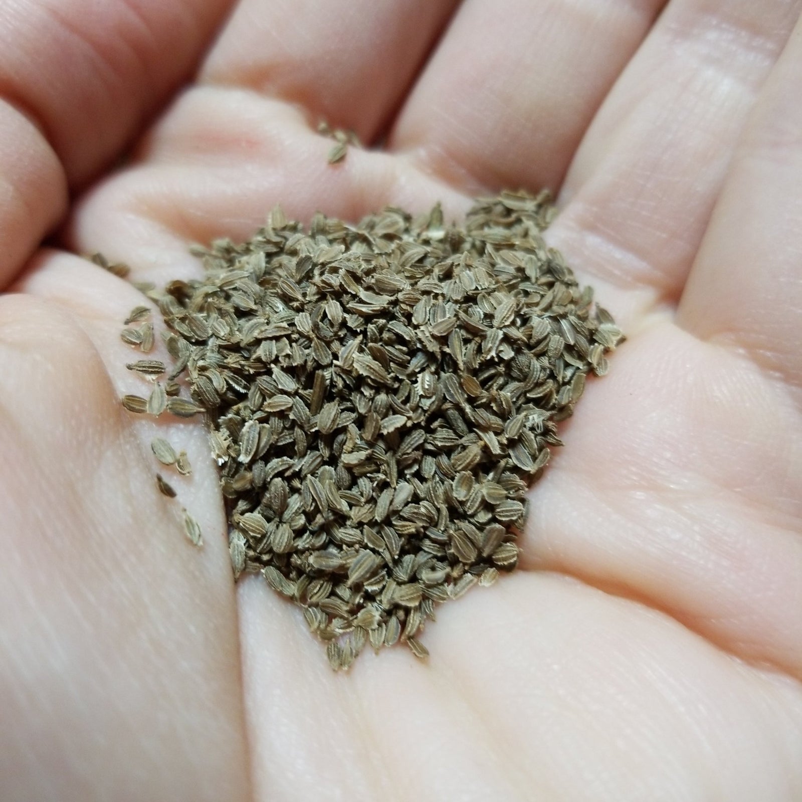 Carrot - New Kuroda Sub - tropical - Whitwam Organics