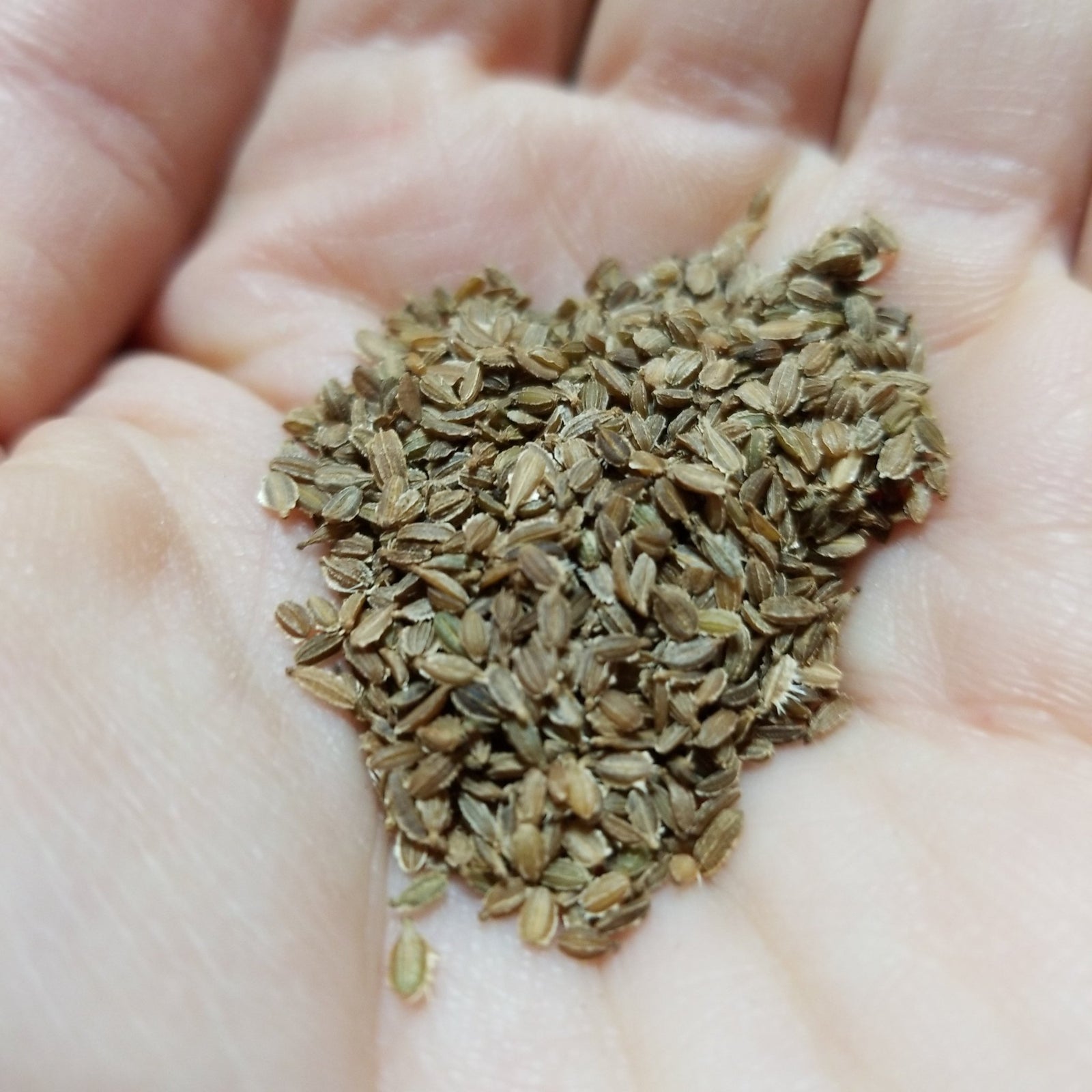 Carrots - Cosmic Purple - Whitwam Organics