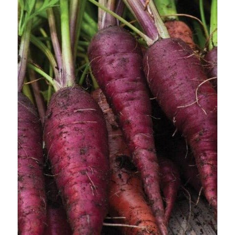 Carrots - Cosmic Purple - Whitwam Organics