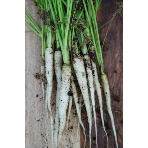 Carrots - Lunar White - Whitwam Organics
