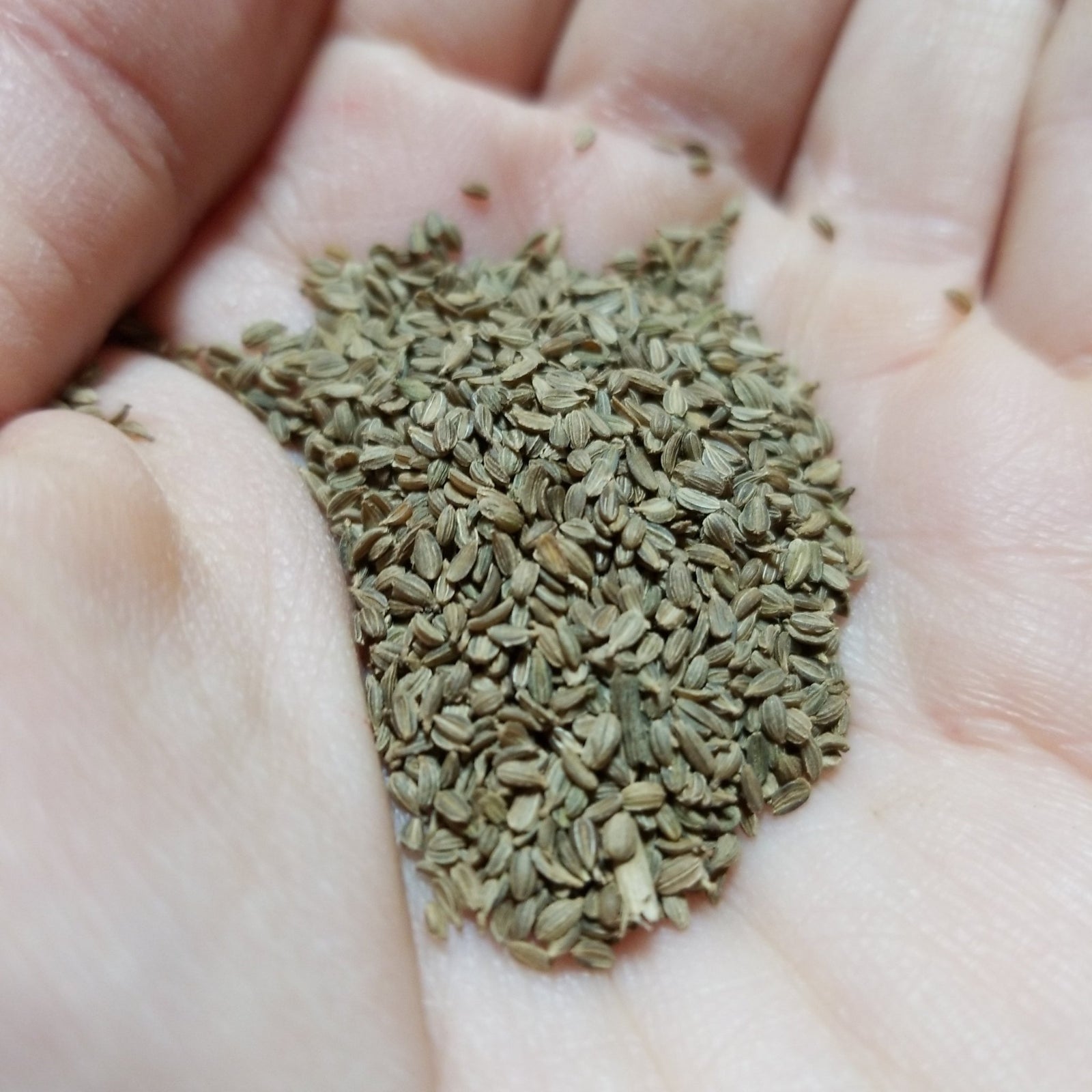 Carrots - Solar Yellow - Whitwam Organics