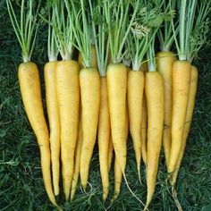Carrots - Solar Yellow - Whitwam Organics