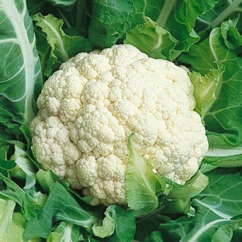 Cauliflower - Snowball - Whitwam Organics