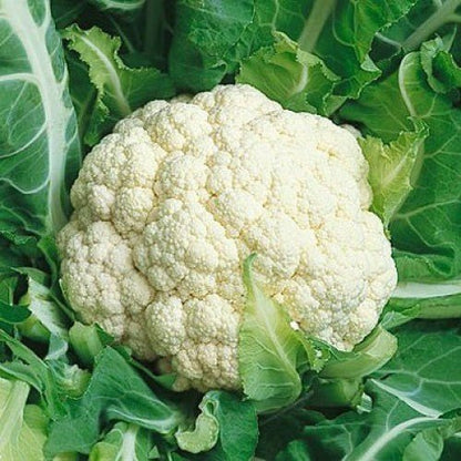 Cauliflower - Snowball - Whitwam Organics