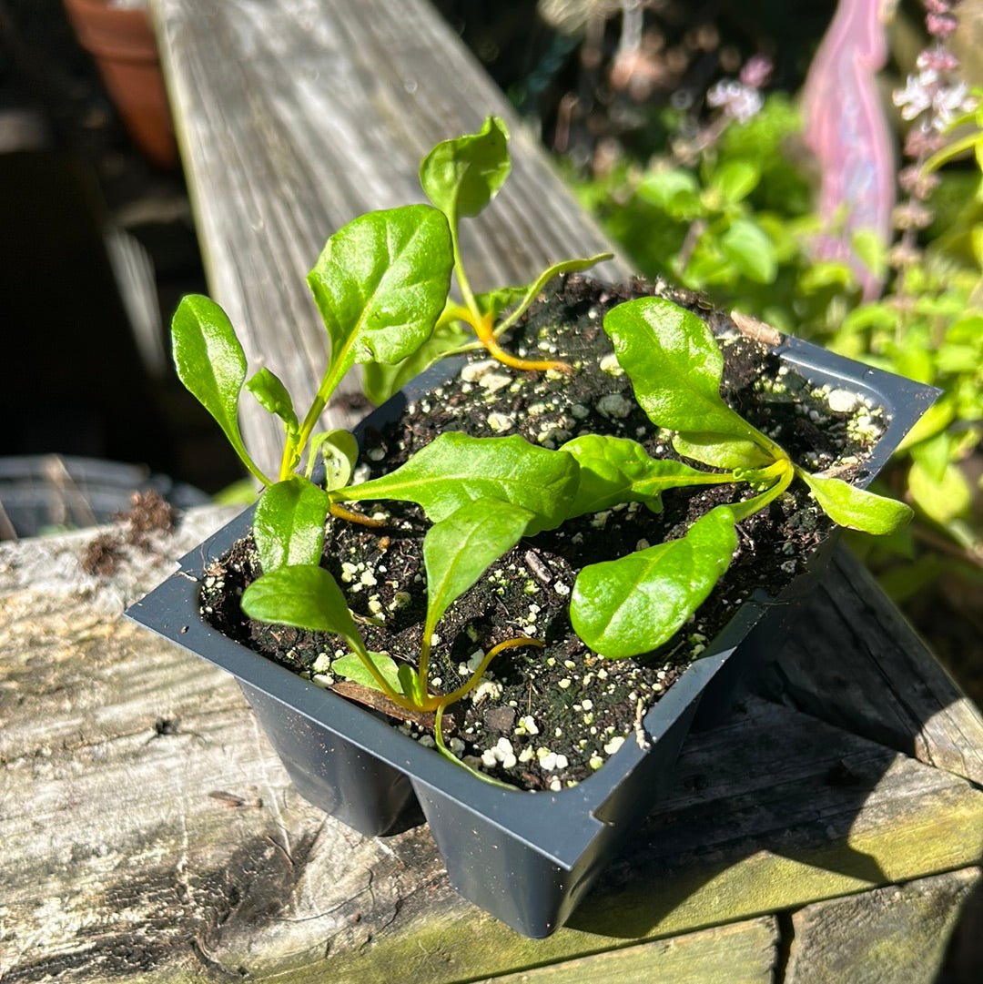 Chard - Canary - Whitwam Organics